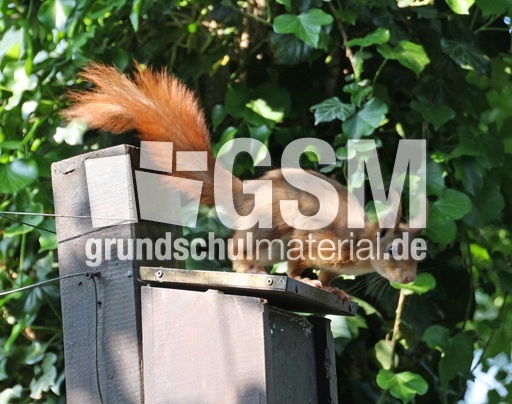 Eichhörnchen_4441.jpg